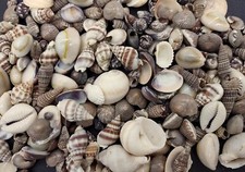 Extra Small Seashell Assorted Ocean Mix approx. 1 kilogram 0.50 inches 