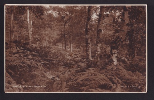 c1926 art photo by Judges of Birch & Bracken UK landscape postcard - 第 1/2 張圖片