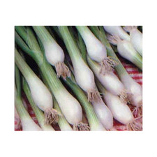 Onion Green Bunching Great Heirloom Vegetable by Seed kingdom 5 Lb Seeds