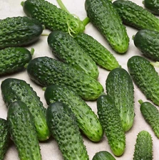 30+ Parisian Gherkin Cucumber Seeds ------------------ 2015 AAS Regional Winner