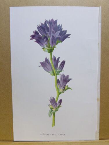 Chromolithograph Plants Image Antique 1897 Flower Botany Color Print... - Picture 1 of 3