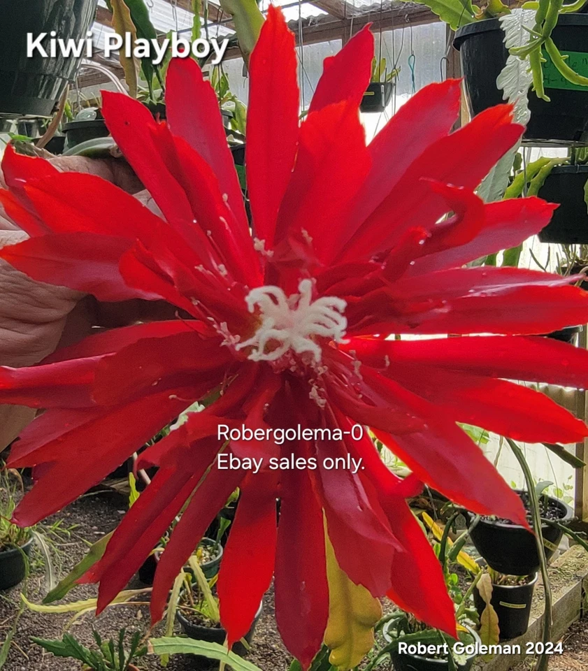 Semillas de cactus orquídea Epiphyllum ('Payaso' X 'Kiwi Playboy') Foto 2 de 4