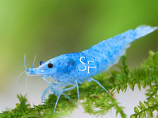 20 2 BLUE VELVET Neocaridina Shrimps Live Arrival Guarantee