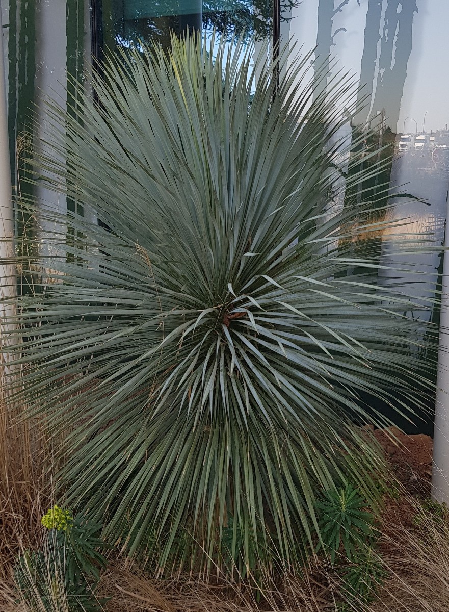 Yucca rostrata Sapphire Skies en conteneur de 2L pour jardin méditerranéen