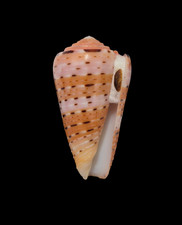 Conchiglia Shell CONUS AURISIACUS W/O Indonesia 47,6 mm # (853)