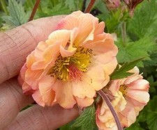 50+  FRESH SEEDS  Geum 'Mai Tai'  hardy