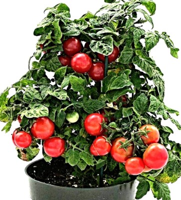 Samen Cherrytomate, Balkon Tomate "Minibel", nur 20-25cm gro, Naschtomate