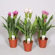 Pretty Imported Double Curcuma Multicolour Flower Bulb Pack Of 5 Bulbs