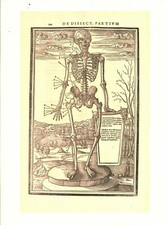 Cabinet de curiosité planche affiche A3 anatomie humaine squelette corps humain