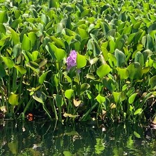 12 Small Water Hyacinth Floating Plant Koi Pond Live Fish Aquatic Babies .