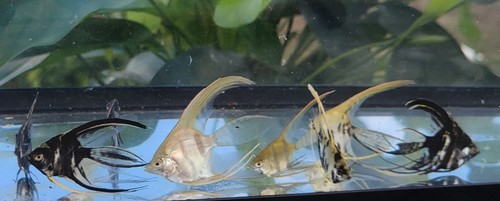 Angelfish Veil Tail, Small; Pterophyllum scalare