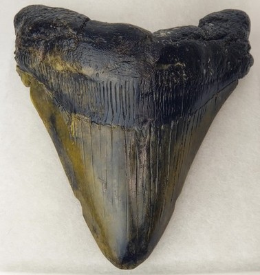 Restored Megalodon 5.06'' Fossil Shark Tooth - Atlantic (Offshore) United States