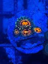 CE- WYSIWYG Rainbow Incinerator Zoa Zoanthid Frag Live Coral LPS SPS #R1GG18
