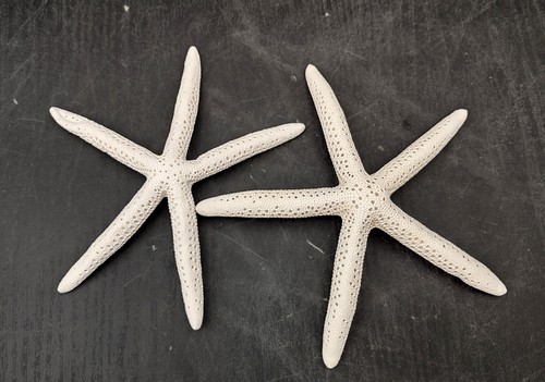 White Finger Starfish (2 starfish approx. 5+ inches) White Linckia Seastars
