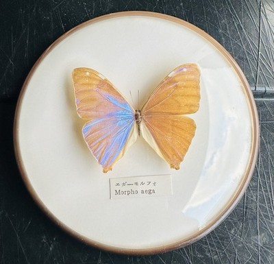Aega Morpho Taxidermy Butterfly in Round Display Case Morpho aega