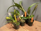 C. lueddemanniana 5 Pack Species Cattleya Orchid Plant — photo 6
