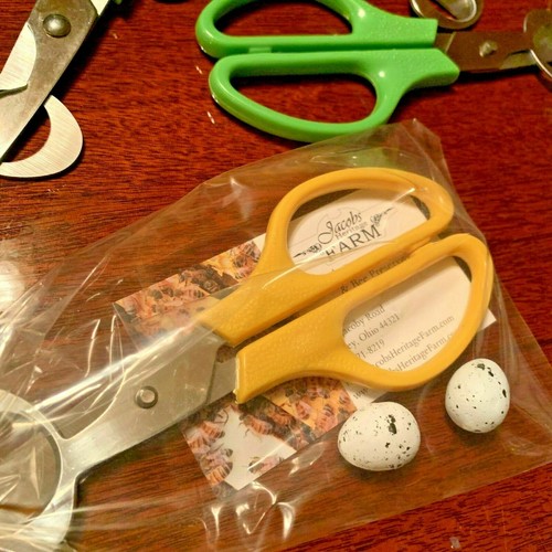 Game changer! Pigeon/QUAIL EGG SCISSORS make it easier to crack open tiny eggs! - Picture 2 of 5