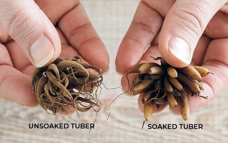 9 Ranunculus Aviv Mix (Melange) BulbsDeer ResistantGreat BouquetsUS