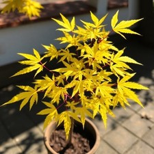 2 winterharter Ahorn gelb / schnellwüchsige exotische Pflanzen für den Garten