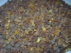 AMBER / raw baltic stones bernstein natural bursztyn baltycki genuine 琥珀 (e100