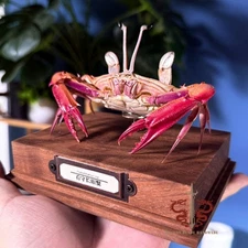 Crab specimen real Podophthalmus vigil, museum-quality taxidermy & display box