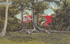 Moreton Bay Fig Tree Home of Henry Ford Fort Myers Florida Vtg Postcard CP351