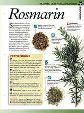 Rosmarin / Kräuterinfokarte