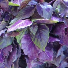 Dark Opal Purple Basil Seeds 200+ Herb Culinary Cooking US NON-GMO FREE SHIPPING