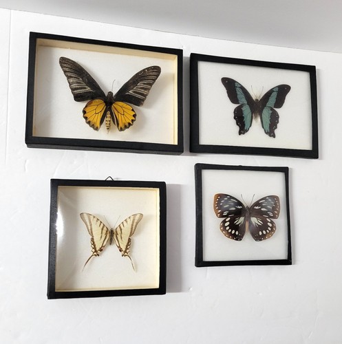 Rare VINTAGE Collection #2 of Framed Butterflies / Taxidermy Display (4 PC)