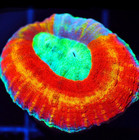 CORALS OF EDEN ~ NON WYSIWYG Live Coral ~ Ring of Fire Rainbow Lobo Coral Frag — photo 1