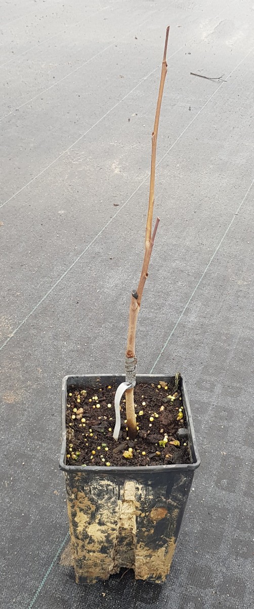 Asiminier Sweet Virginia arbre fruitier greffé pour verger urbain et cour