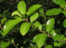 20 PITTOSPORUM TENUIFOLIUM SEEDS