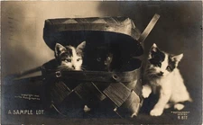 Kittens in Basket RPPC Real Photo Rotograph Postcard c1905 Posted