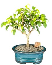 Live Ficus Bonsai Tree 'Too Little' Benjamina Indoor Houseplant Potted 10"H