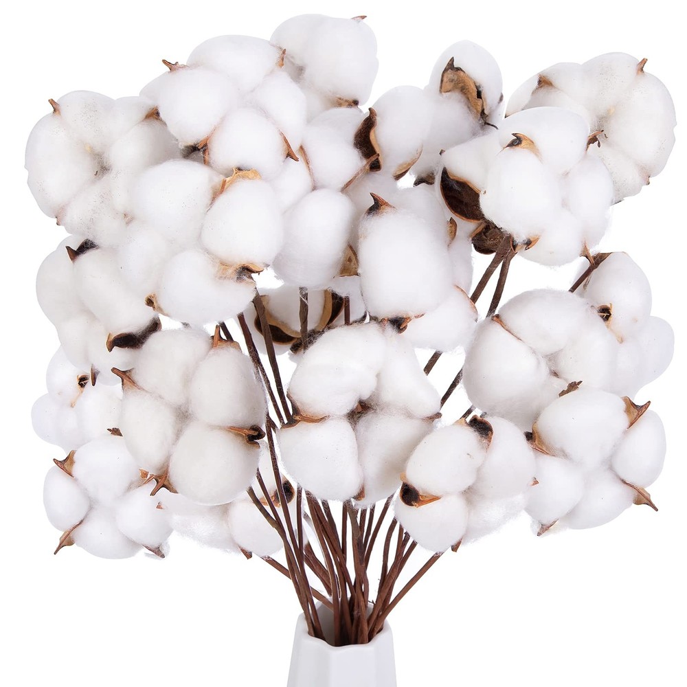 DomeStar 30PCS Natural Dried Cotton Stems with Blooms for Decor