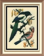 70+ yr Old 1947 Vintage TUNNICLIFFE Litho Art Print Garden Bird MAGPIE & JAY