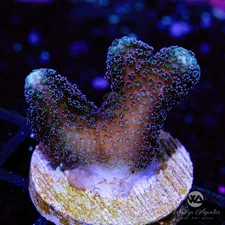 Milka Stylophora - Live Coral Frag