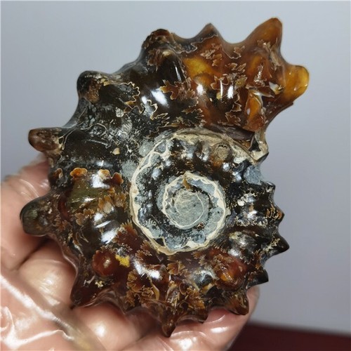 245g Ammonite specimens of natural conch from "goat's horn" of Madagascar A21 - Picture 7 of 13
