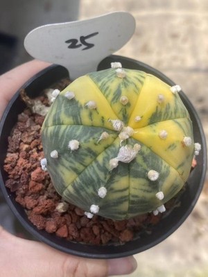RareSucculent  plant Astrophytum asterias Variegated seedgrowth WYSIWYG