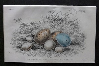 Jardine C1850 Hand Col Bird Egg Print. Song Thrush, Wren, Jay, Kingfisher 28