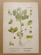 1886 ANTIQUE PICTURES LITHOGRAPH ART PRINT BOTANY FLOWER FLORA NATURE DECO PO...