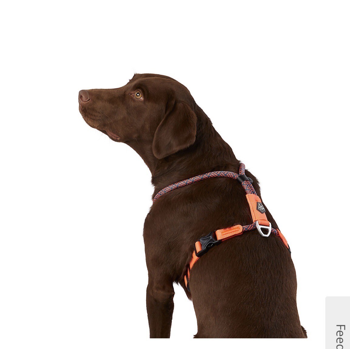 Arcadia Trail Waterproof Dog Harness Orange High Visibility XX