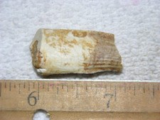 Dinosaur fossil tooth Spinosaurus Cretaceous Era bigger 1 inch long A26