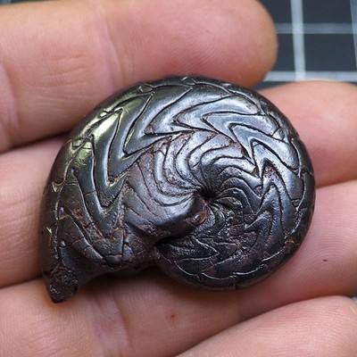 47mm 37gr Discoclymenia  Goniatite Hematite Devonian Fossil Ammonite 3074