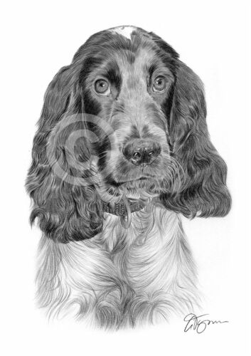 COCKER SPANIEL disegno a matita stampa artistica taglie A3/A4 firmato ritratto di animali domestici - Foto 1 di 1