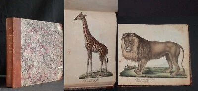 STRACK Naturgeschichte 1828: "Säugetiere" 84 kolorierte Tafeln Zoologie - Bild 1 von 4