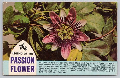Legend of Passion Flower Postcard