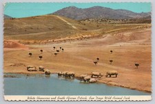 Postcard White Rhinoceros and South African Ostrich San Diego Wild Animal Park