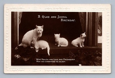 Rppc Birthday card white cat with three kittens vintage 1910s