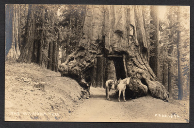 Postkarte Kalifornien USA Yosemite Nationalpark Riesenmammutbaum Wawona Baum RPPC